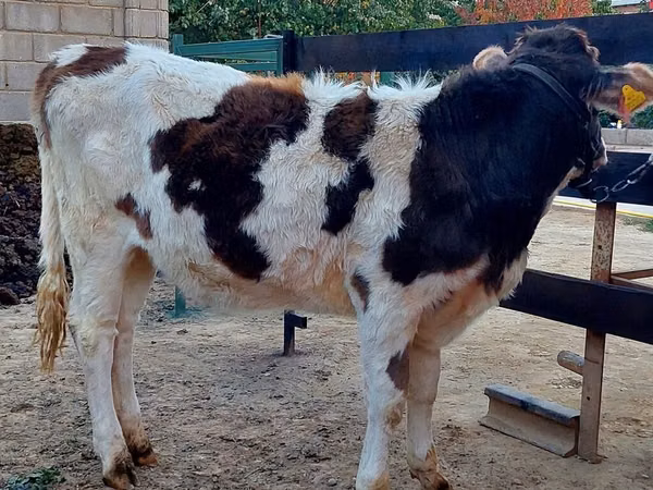 بقرة, Simmental cattle