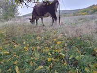 بقرة, Simmental cattle — الصورة 4
