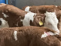 牛只（批次，未指定性别）, Cattle — 照片 6