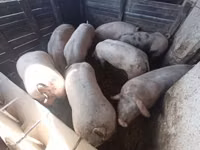 Säue, Schweine — Foto 3