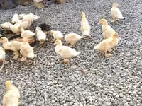 American Pekin — photo 6