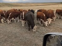 Согым на продажу — 4 зураг