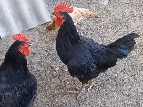 Australorp