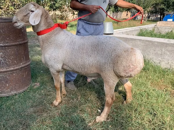 Carnero, Arashan sheep