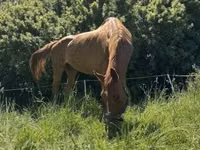 घोड़ी, Polish pony — फ़ोटो 7