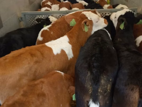 Bovinos (lote, sexo no especificado), Simmental cattle