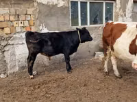 بقرة, Swiss cattle — الصورة 2