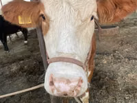 بقرة, Simmental cattle — الصورة 1