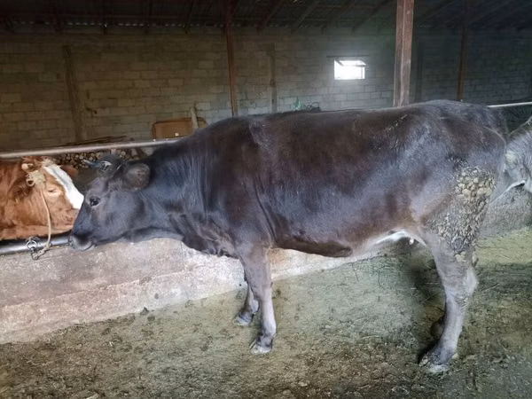 Cow, Cattle
