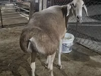 母羊, Afghan Arabi sheep — 照片 1
