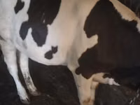 Kuh, Holstein-Rasse — Foto 2