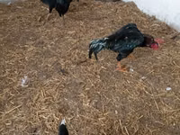 Shamo chickens — photo 4