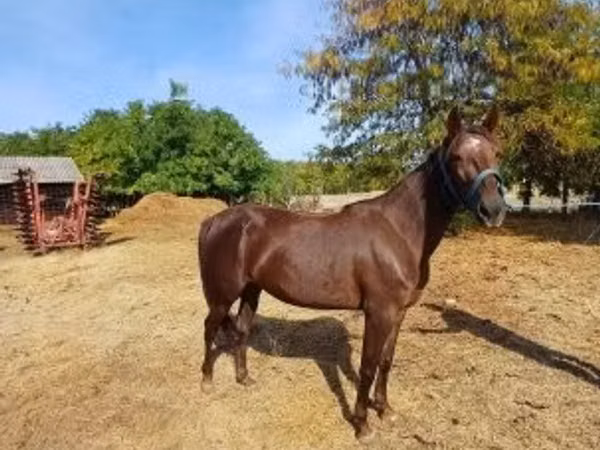 母马, Standardbred