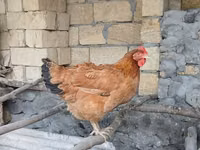 Chickens — Foto 2