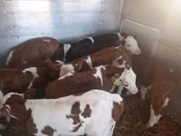 Toro, Simmental cattle — foto 2