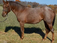 घोड़ी, Quarter Horse — फ़ोटो 4