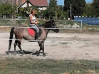 Stute, Polish pony — Foto 4