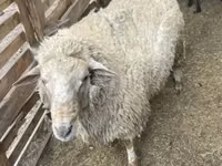 Carnero, Merino sheep — foto 4