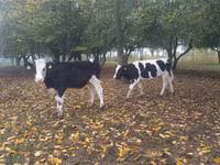 Kuh, Russian Black pied cattle — Foto 2
