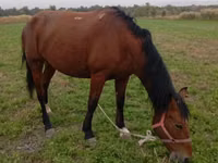 Yegua, Caballos — foto 6