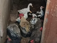 Chickens — Foto 3