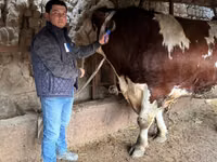 Бух, Simmental cattle — 1 зураг