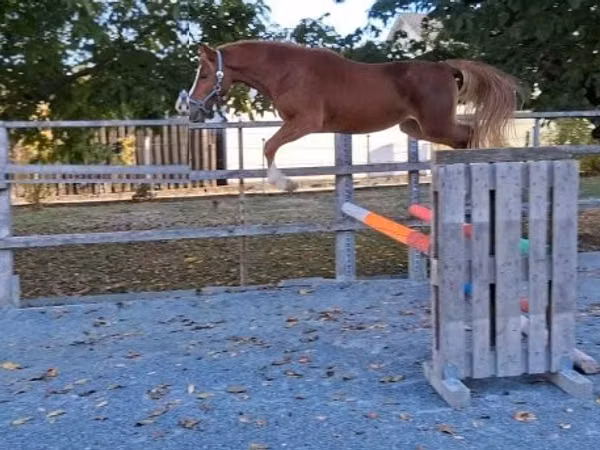 Адуу, Welsh Cob