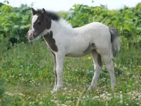 Адуу, American shetland pony — 4 зураг