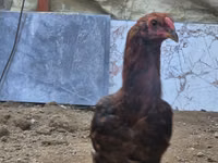 Chickens — 8 зураг