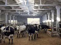 Vaca, Raza Holstein — foto 4