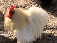 Bantam Pekín — foto 3