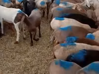 Хуц, Rhon sheep — 1 зураг