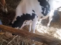 Бух, Russian Black pied cattle — 1 зураг