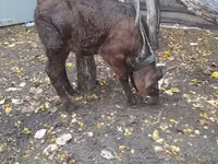 Cow, Cattle — photo 4