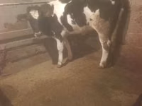 母牛, Russian Black pied cattle — 照片 1