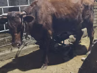 母牛, Cattle — 照片 2