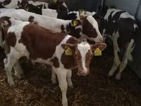 أبقار (دفعة، الجنس غير محدد), Simmental cattle — الصورة 6