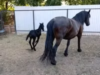 فرس, Friesian — الصورة 4
