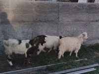 Billy Goat, Goats — photo 4