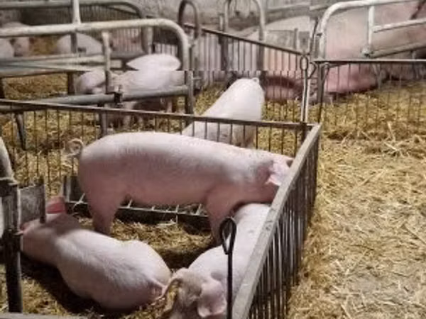 Pigs (batch, sex not specified), Pigs