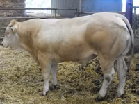 सांड, Blonde d’Aquitane cattle — फ़ोटो 2