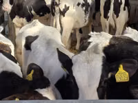 Bulle, Russian Black pied cattle — Foto 3