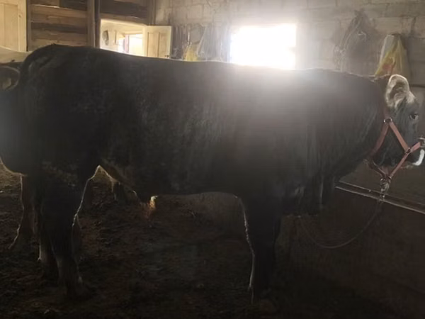 सांड, Swiss cattle