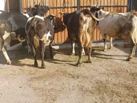 母牛, Holstein breed — 照片 6