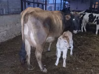 母牛, Cattle — 照片 3