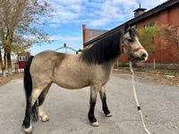 Stute, Welsh Mountain Pony — Foto 5
