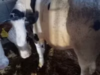 Bulle, Russian Black pied cattle — Foto 7