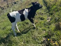 بقرة, Russian Black pied cattle — الصورة 3