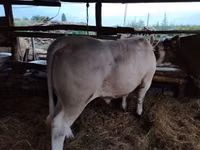 Bulle, Limousin-Kuh — Foto 2