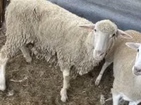 Carnero, Merino sheep — foto 2
